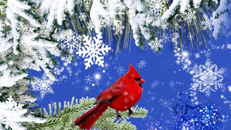 Red Cardinal on Branch — Blue, Festive