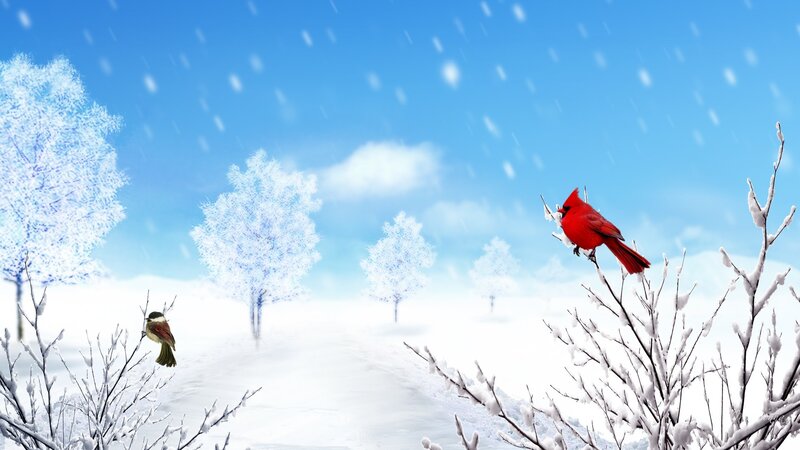 Red Cardinal on Branch — Blue