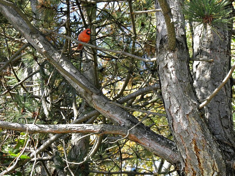 Red Cardinal on Branch — Calm, Afternoon