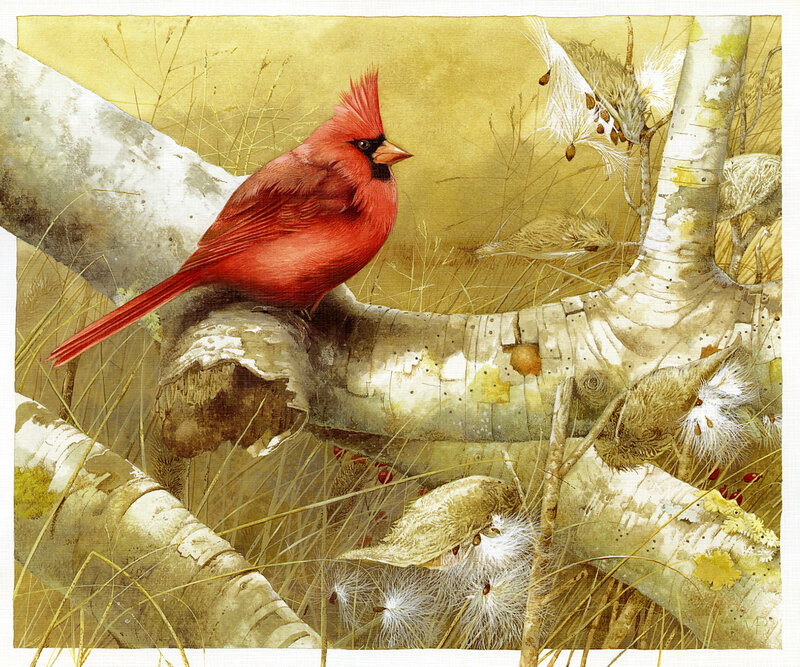 Red Cardinal on Branch — Calm, Autumn, Illustration