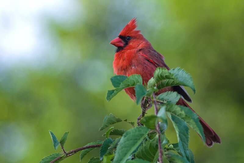 Red Cardinal on Branch — Calm, Morning