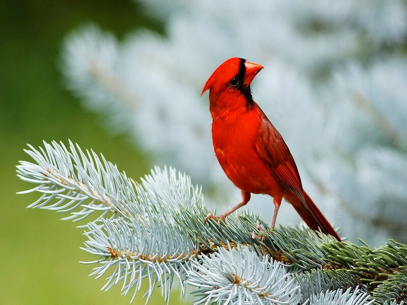 Red Cardinal on Branch — Calm, Photograph, Bird