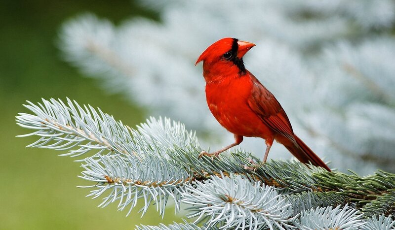 Red Cardinal on Branch — Calm, Photograph, Pine Needles, Bird