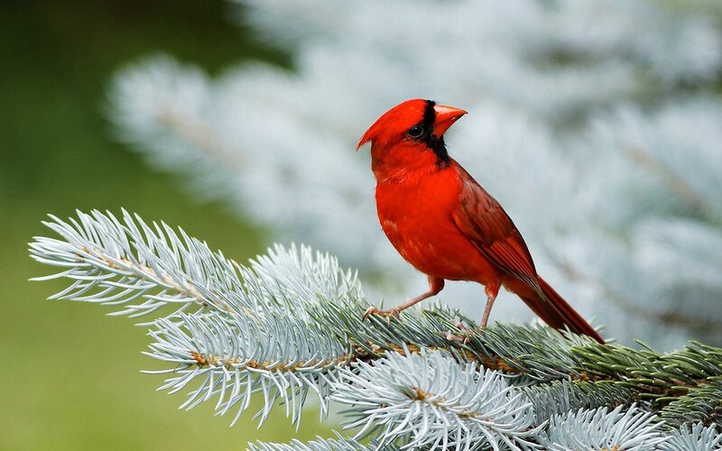 Red Cardinal on Branch — Calm, Photograph, Pine Needles, Forest, Green, White