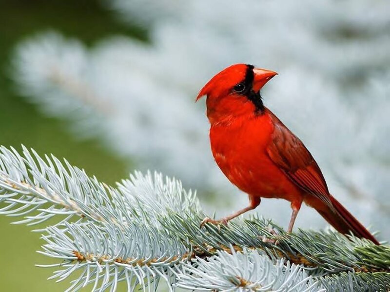 Red Cardinal on Branch — Calm, Photograph, Pine Needles, Forest