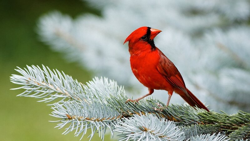 Red Cardinal on Branch — Calm, Photograph, Pine Needles
