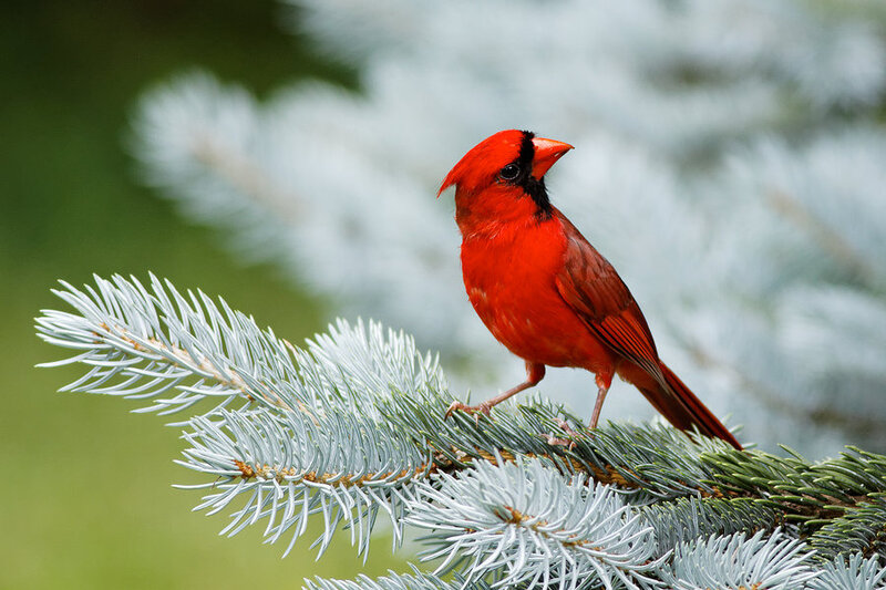 Red Cardinal on Branch — Calm, Photograph