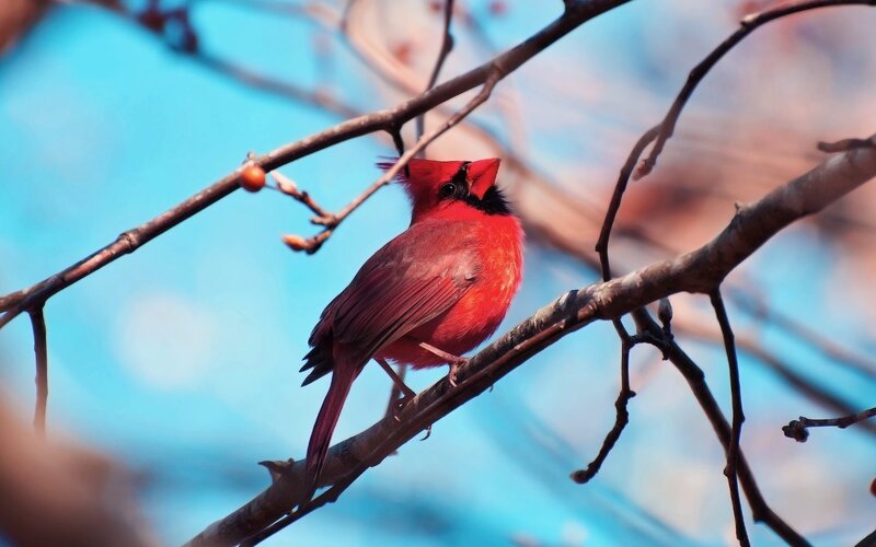 Red Cardinal on Branch — Calm, Spring, Photograph, Berries