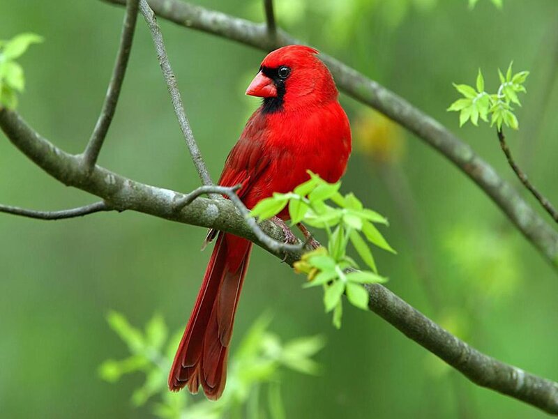 Red Cardinal on Branch — Calm, Spring, Photograph, Leaves, Bird