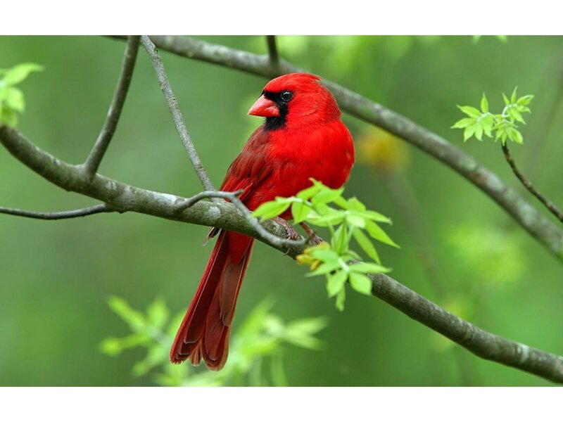 Red Cardinal on Branch — Calm, Spring