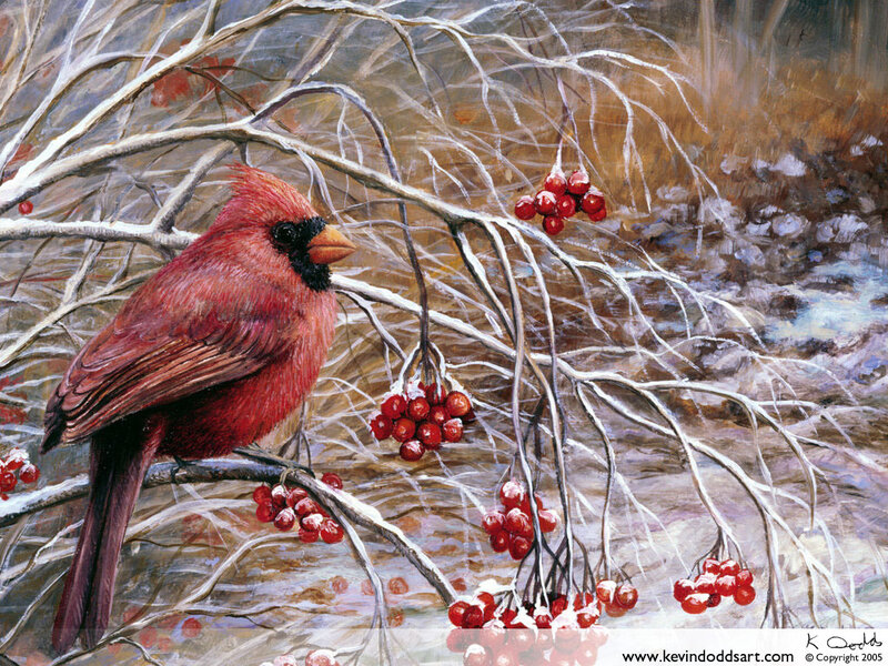 Red Cardinal on Branch — Calm