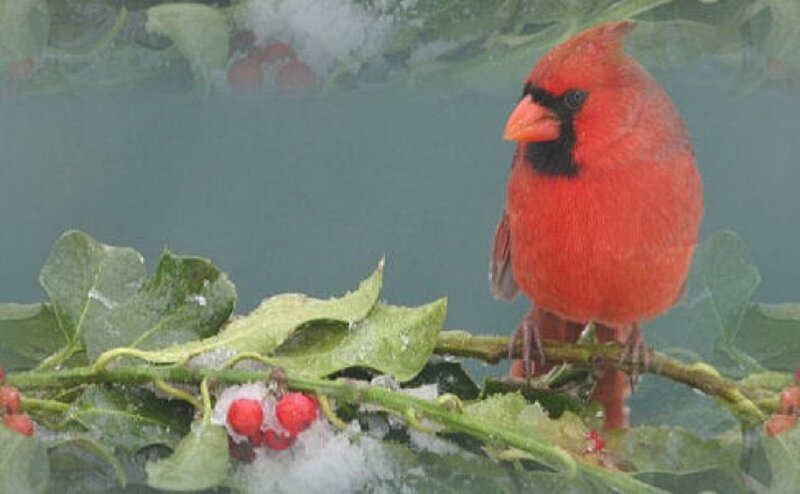 Red Cardinal on Branch — Calm, Winter, Photograph, Berries