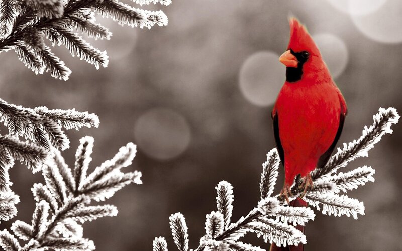 Red Cardinal on Branch — Calm, Winter, Photograph, Bird, Frosty Branches
