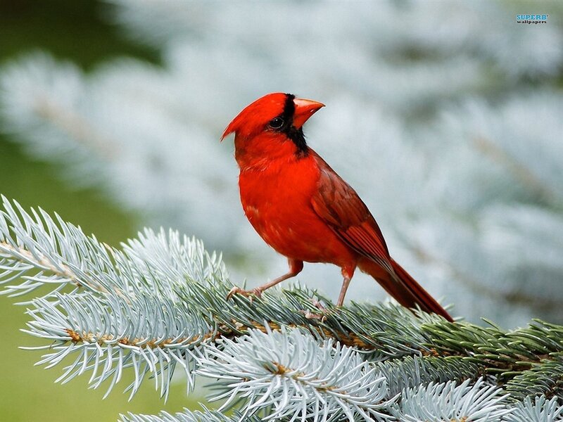 Red Cardinal on Branch — Calm, Winter, Photograph, Bird, Pine Needles