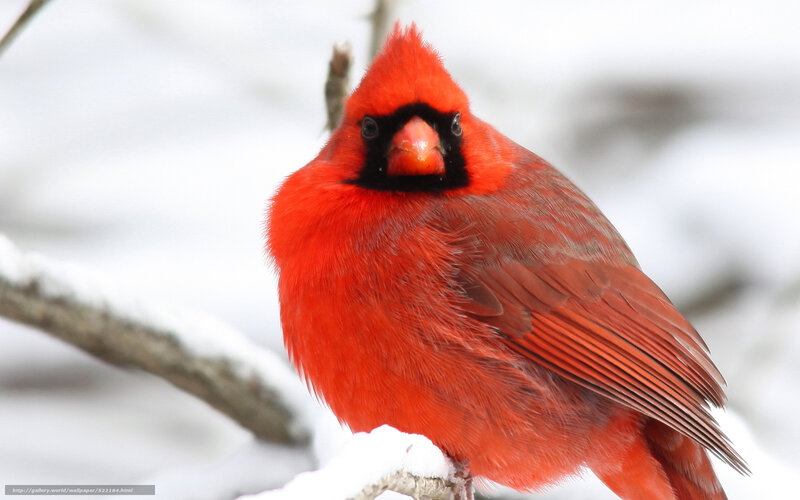 Red Cardinal on Branch — Calm, Winter, Photograph, Bird, Snow, White