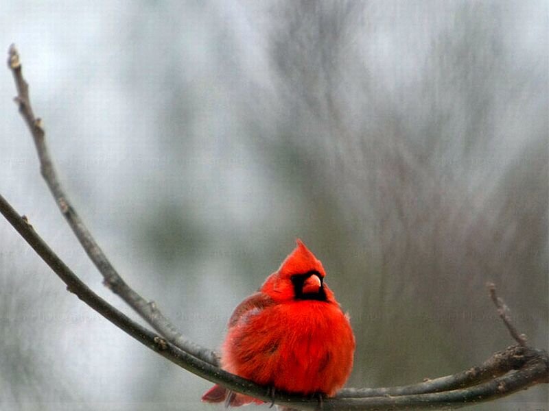 Red Cardinal on Branch — Calm, Winter, Photograph, Bird