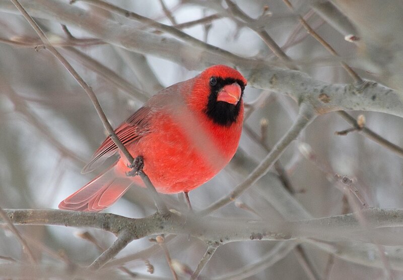 Red Cardinal on Branch — Calm, Winter, Photograph, Bird, Tree