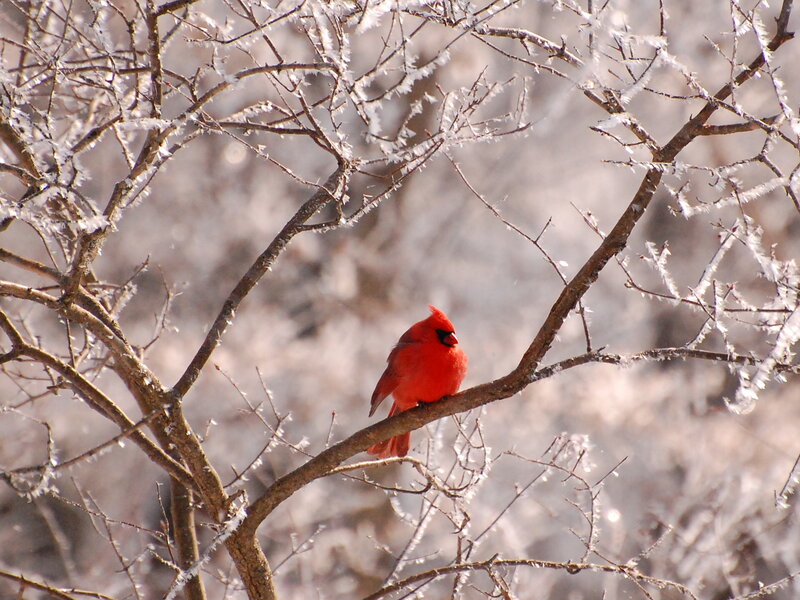 Red Cardinal on Branch — Calm, Winter, Photograph, Frosty Branches