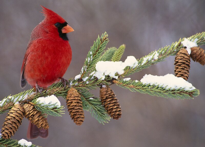 Red Cardinal on Branch — Calm, Winter, Photograph, Pine Cones, Snow, Evergreen Branches