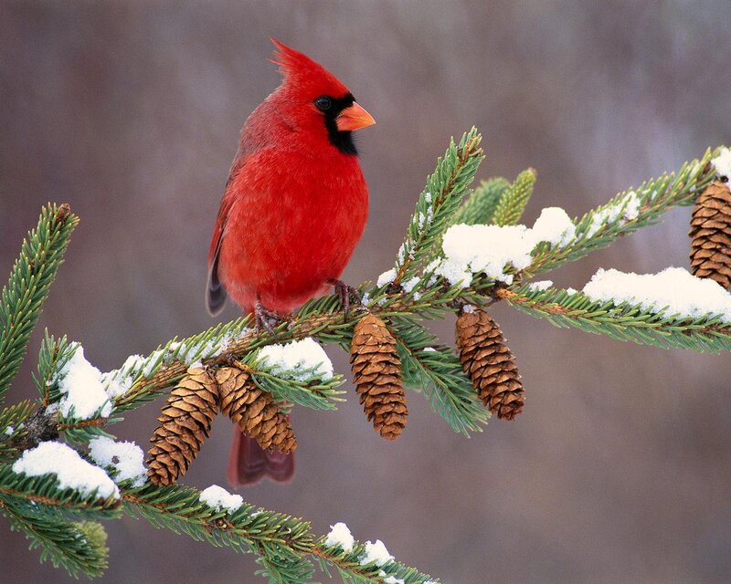 Red Cardinal on Branch — Calm, Winter, Photograph, Pine Cones