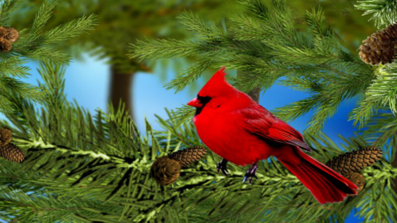 Red Cardinal on Branch — Calm, Winter, Photograph, Pine Needles, Pinecones