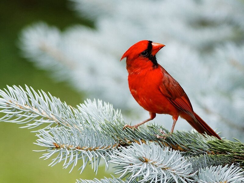 Red Cardinal on Branch — Calm, Winter, Photograph, Pine Needles
