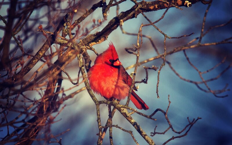 Red Cardinal on Branch — Calm, Winter, Photograph, Sky