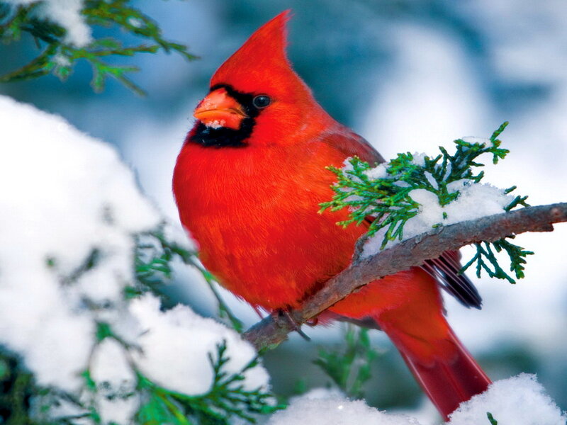 Red Cardinal on Branch — Calm, Winter, Photograph, Snow, Evergreen