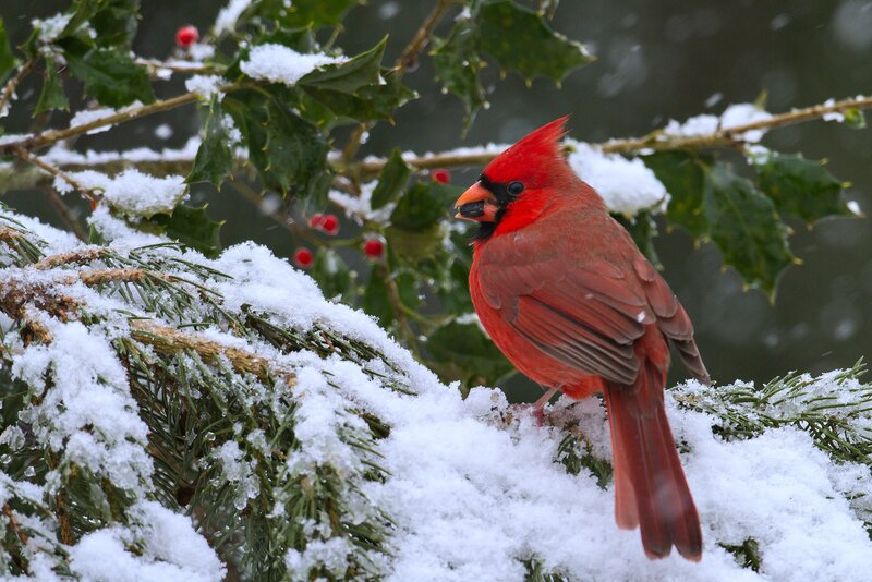 Red Cardinal on Branch — Calm, Winter, Photograph, Snow, Holly