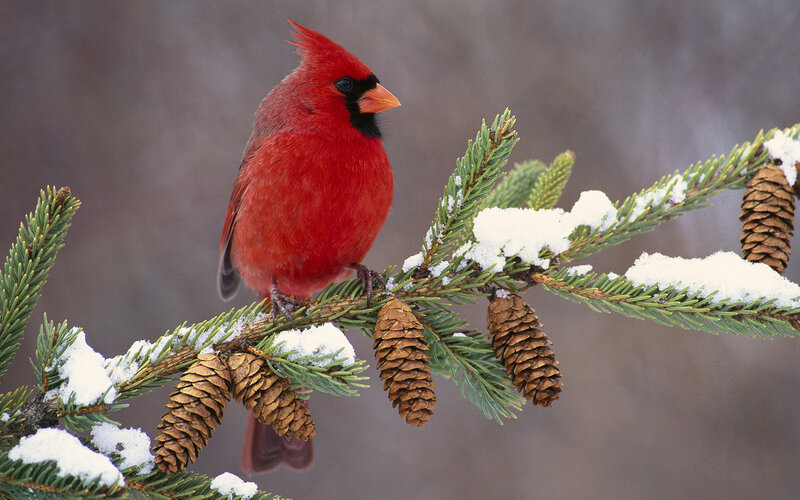 Red Cardinal on Branch — Calm, Winter, Photograph, Snow, Pine Cones, Evergreen Branches