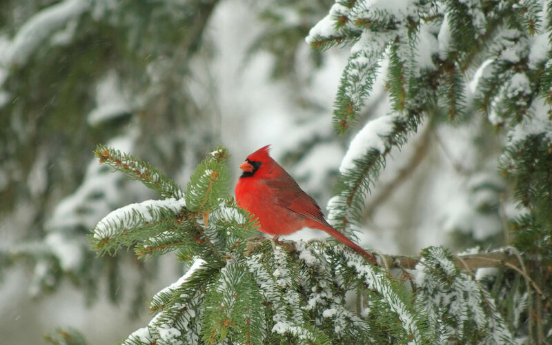 Red Cardinal on Branch — Calm, Winter, Photograph, Snow, Pine Tree