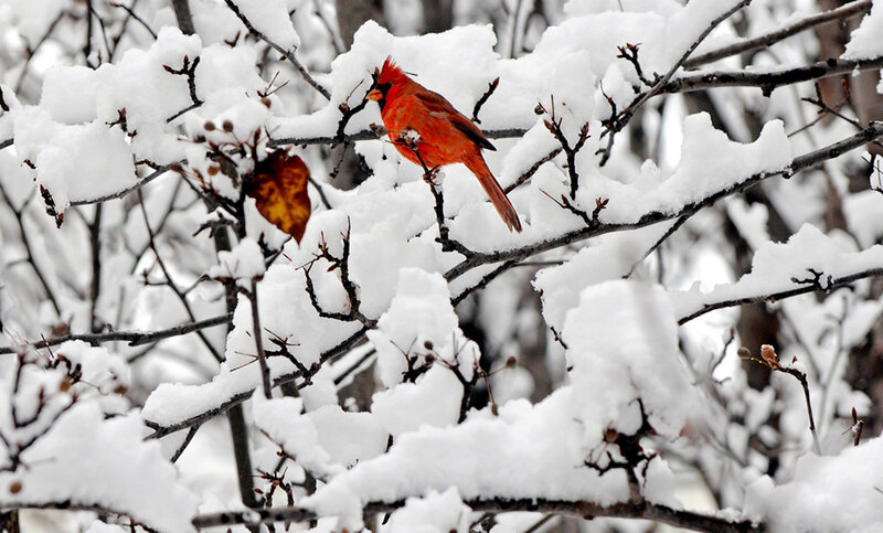 Red Cardinal on Branch — Calm, Winter, Photograph, Snow, Tree Branches, Leaf