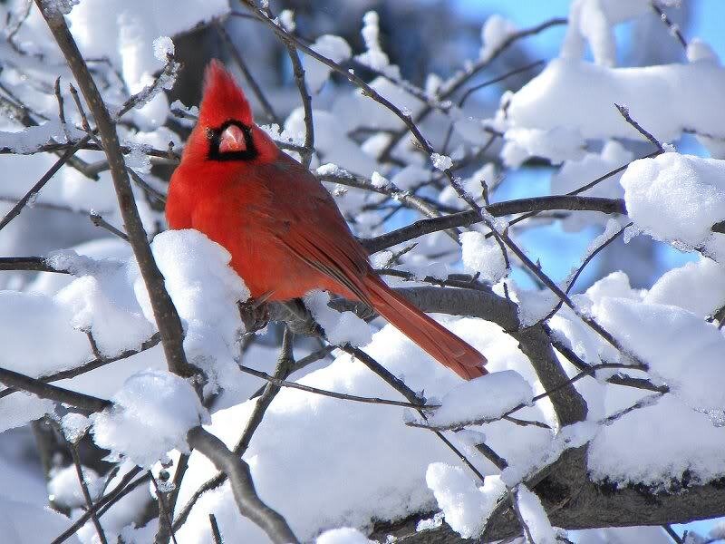 Red Cardinal on Branch — Calm, Winter, Photograph, Snow, Tree Branches, Sky