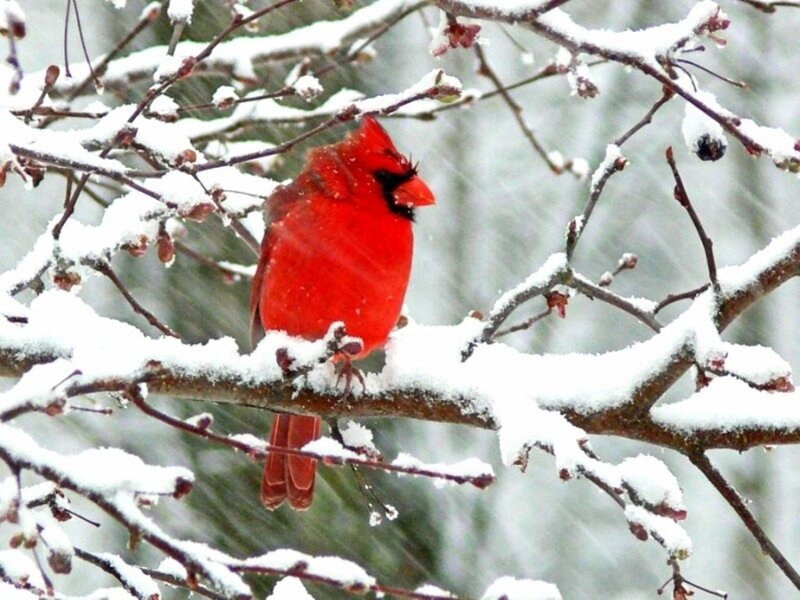 Red Cardinal on Branch — Calm, Winter, Photograph, Snow, Tree Branches