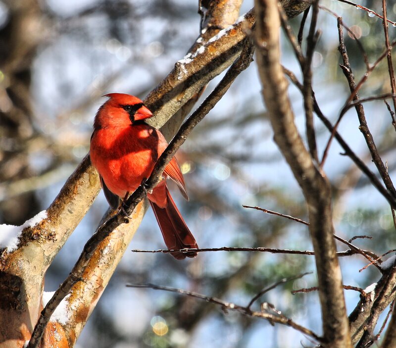 Red Cardinal on Branch — Calm, Winter, Photograph, Snow, Tree