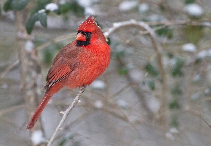 Red Cardinal on Branch — Calm, Winter, Photograph, Snow, Trees