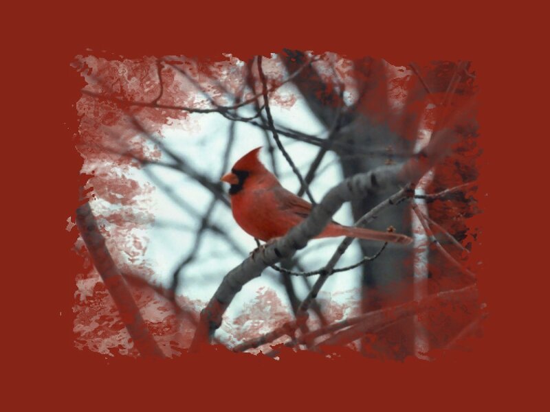 Red Cardinal on Branch — Calm, Winter, Photograph