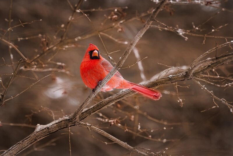 Red Cardinal on Branch — Calm, Winter, Photograph, Tree