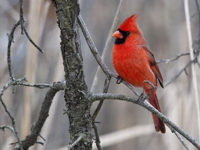 Red Cardinal on Branch — Calm, Winter, Photograph, Tree Trunk