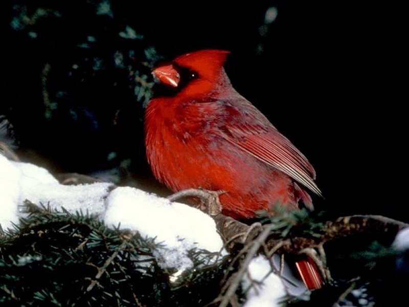 Red Cardinal on Branch — Calm, Winter