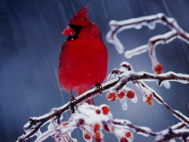 Red Cardinal on Branch — Cold