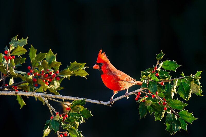 Red Cardinal on Branch — Dramatic