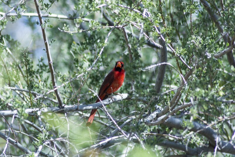 Red Cardinal on Branch — Natural, Afternoon