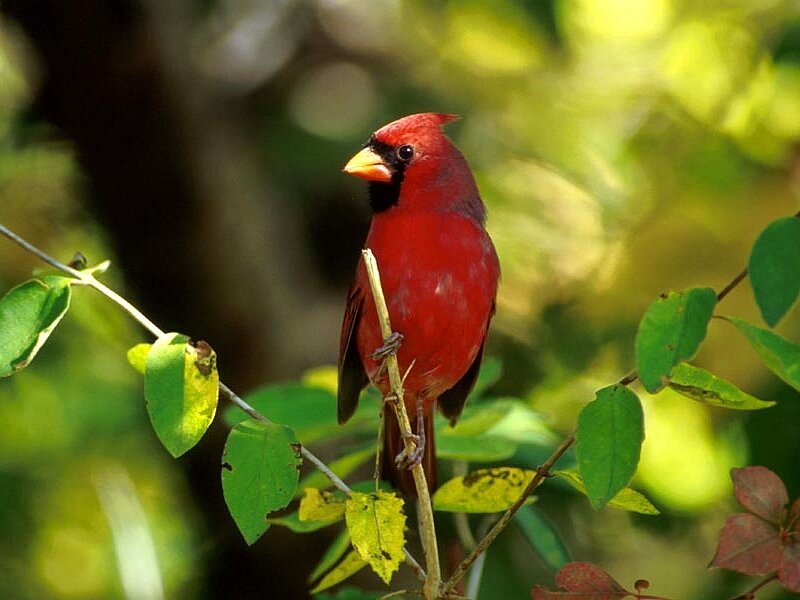 Red Cardinal on Branch — Natural