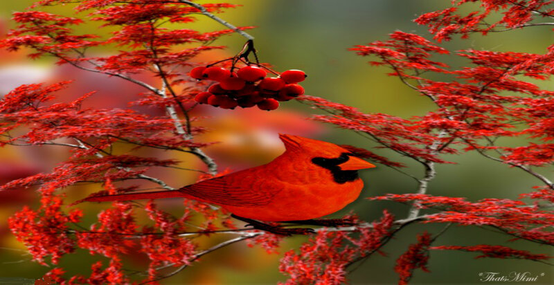 Red Cardinal on Branch — Serene, Autumn, Photograph