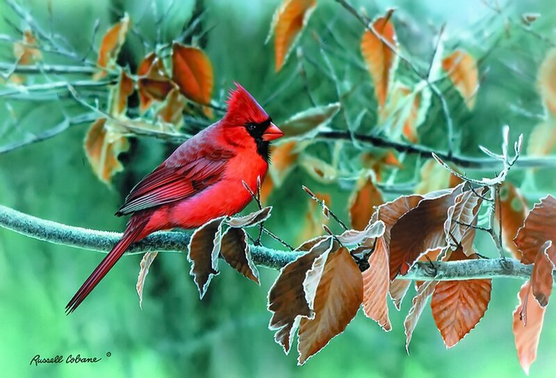 Red Cardinal on Branch — Serene, Autumn
