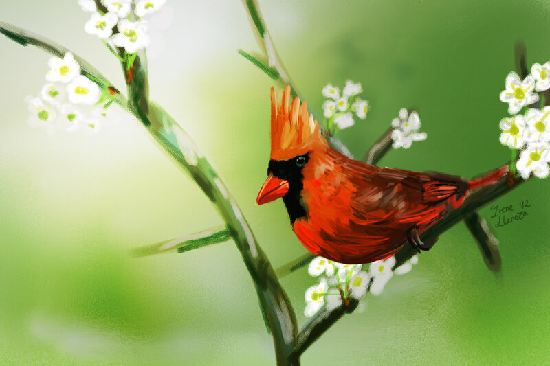 Red Cardinal on Branch — Serene, Spring, Digital Art