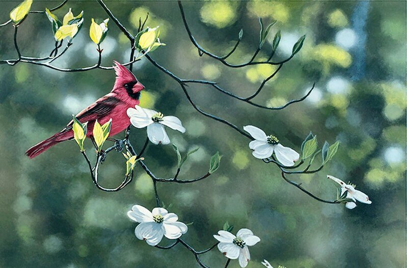 Red Cardinal on Branch — Serene, Spring, Painting, Flowers