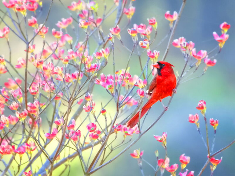 Red Cardinal on Branch — Serene, Spring, Photograph, Flowers
