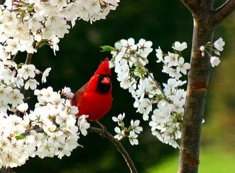 Red Cardinal on Branch — Serene, Spring, Photograph